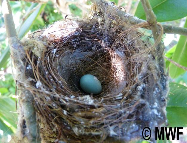 Olive White-eye egg in nest